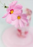 格桑花