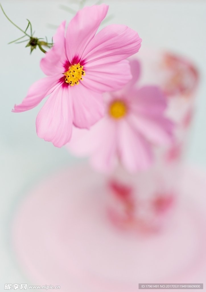 格桑花