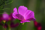 格桑花