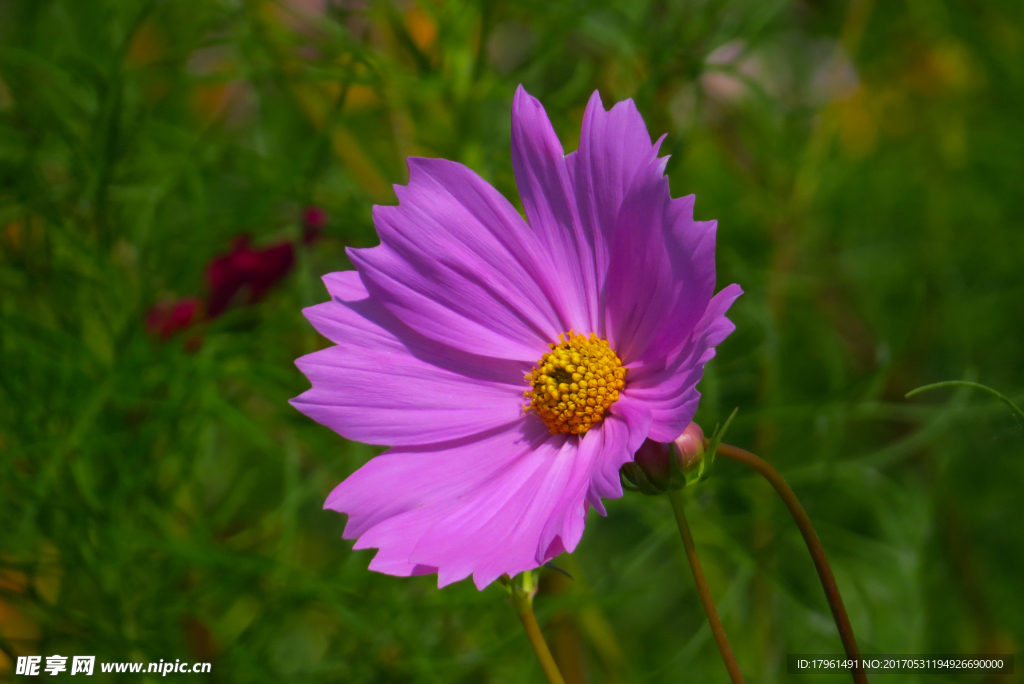 格桑花
