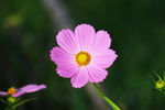 格桑花