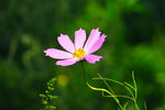格桑花
