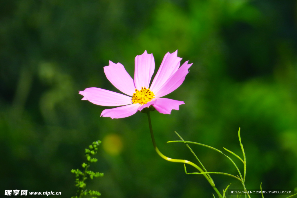 格桑花