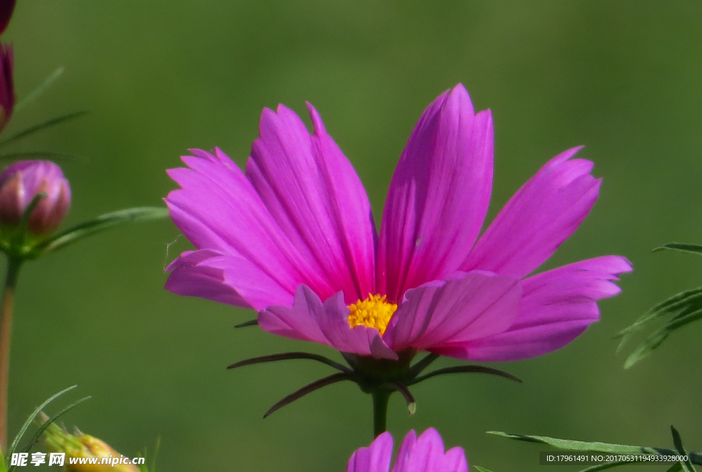 格桑花