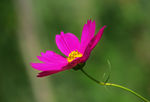 格桑花