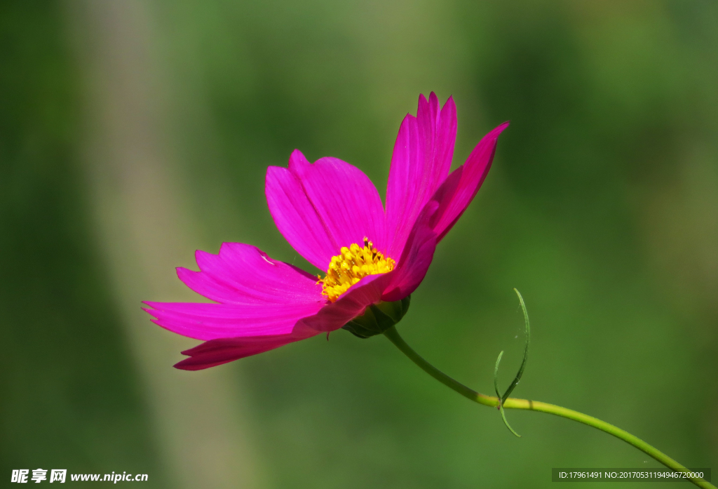 格桑花