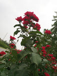 月季花