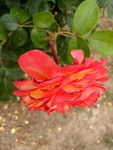 月季花