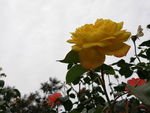 月季花