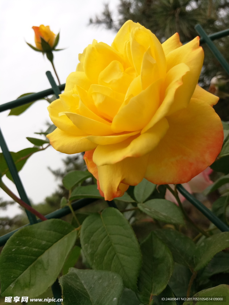 月季花