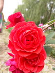 月季花