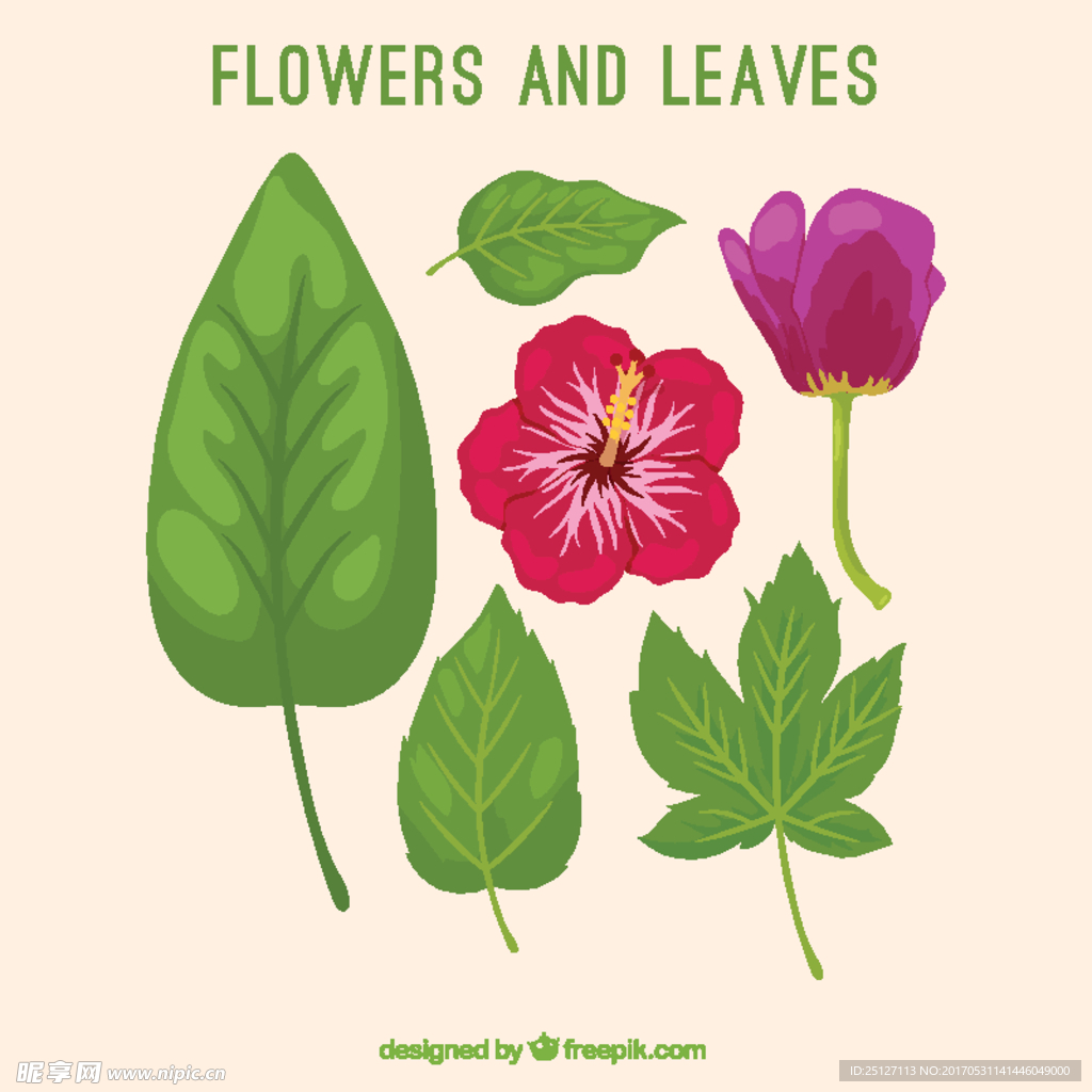 手工绘制各种叶和花