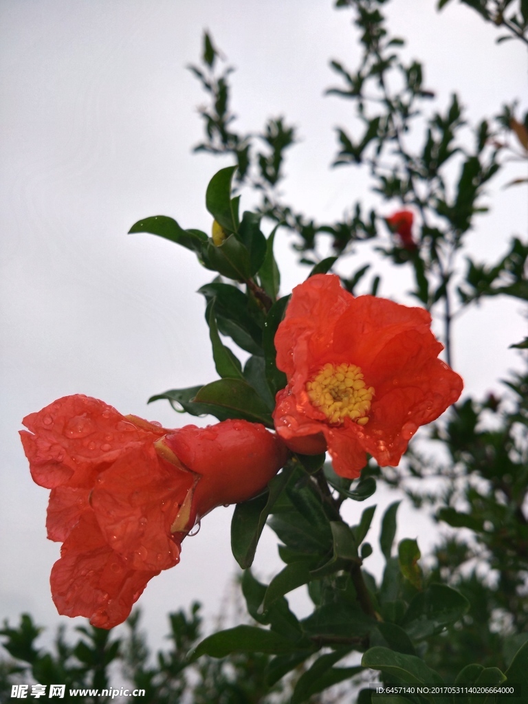 石榴花