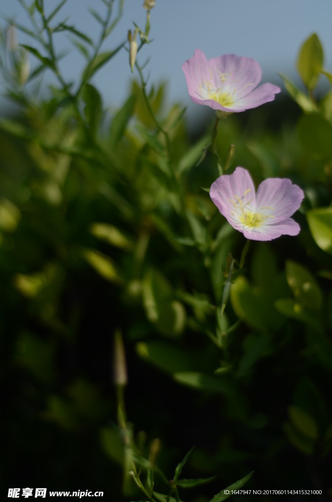 花菱草