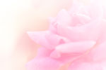玫瑰花