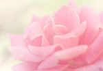 玫瑰花