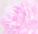 玫瑰花