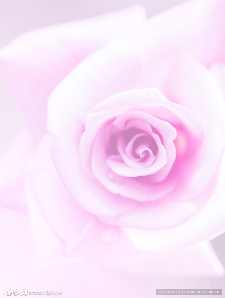 玫瑰花