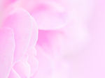 玫瑰花