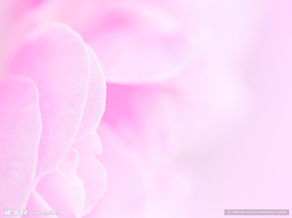 玫瑰花