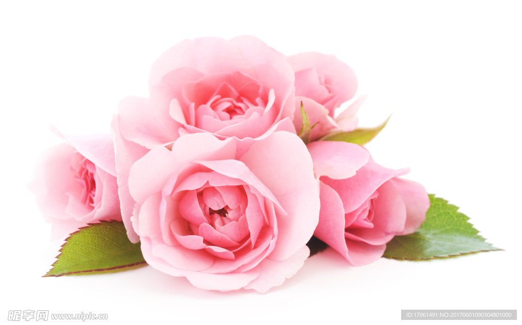 玫瑰花
