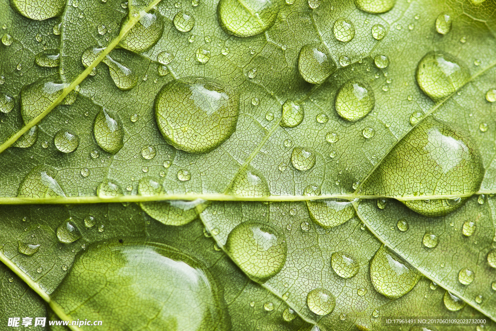 雨