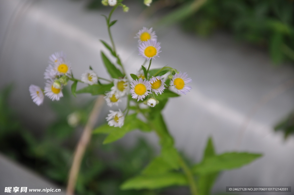 花草