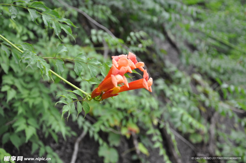 花草