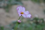 花朵