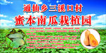 蜜本南瓜