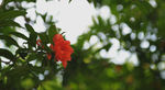 石榴花