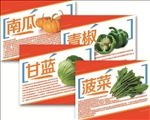 南瓜简介 菇娘简介 油麦菜简