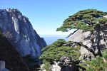黄山迎客松