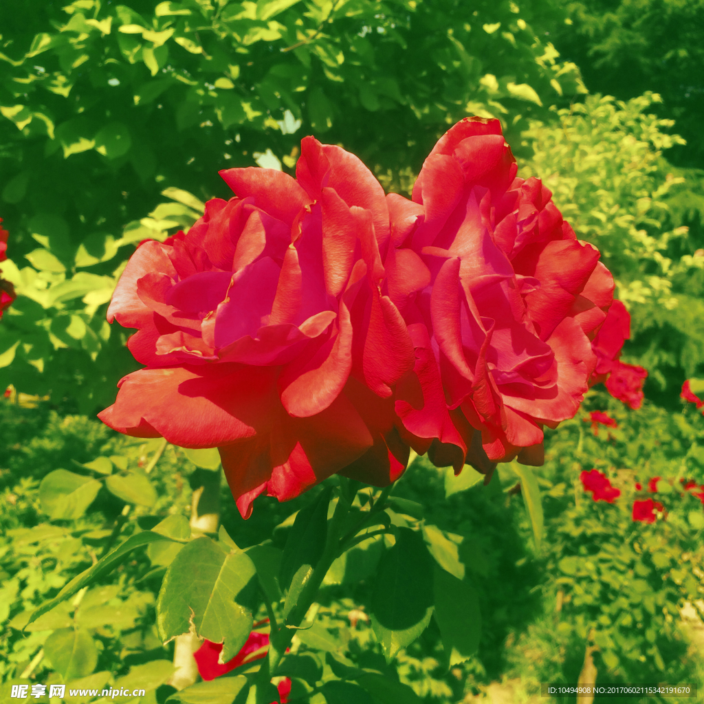 月季花