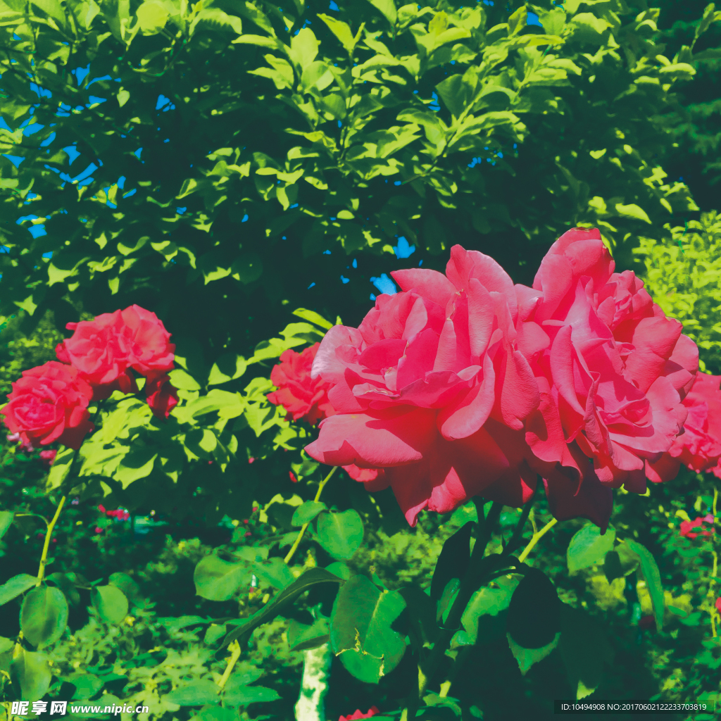 月季花