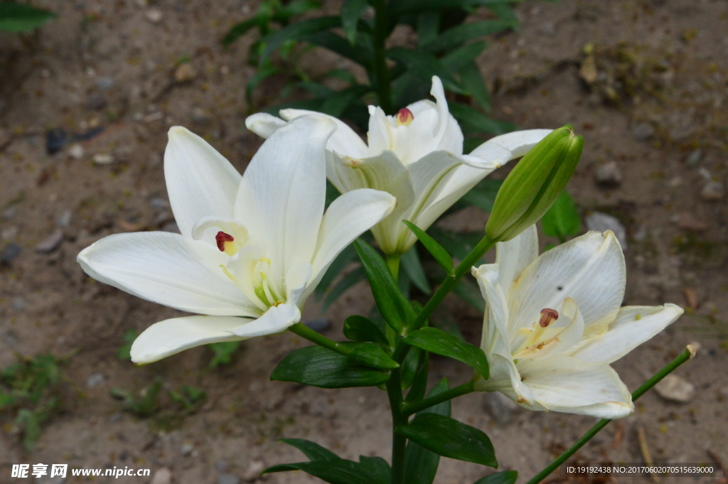 百合花