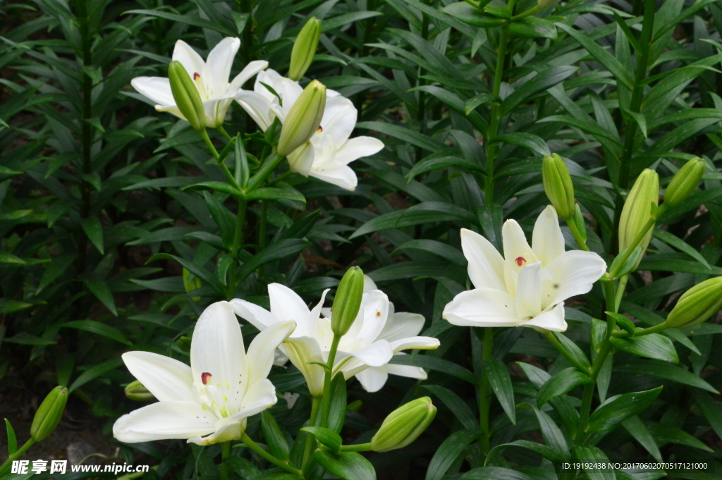百合花