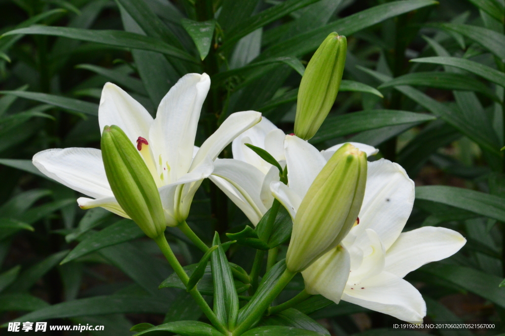 百合花