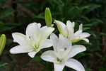 百合花