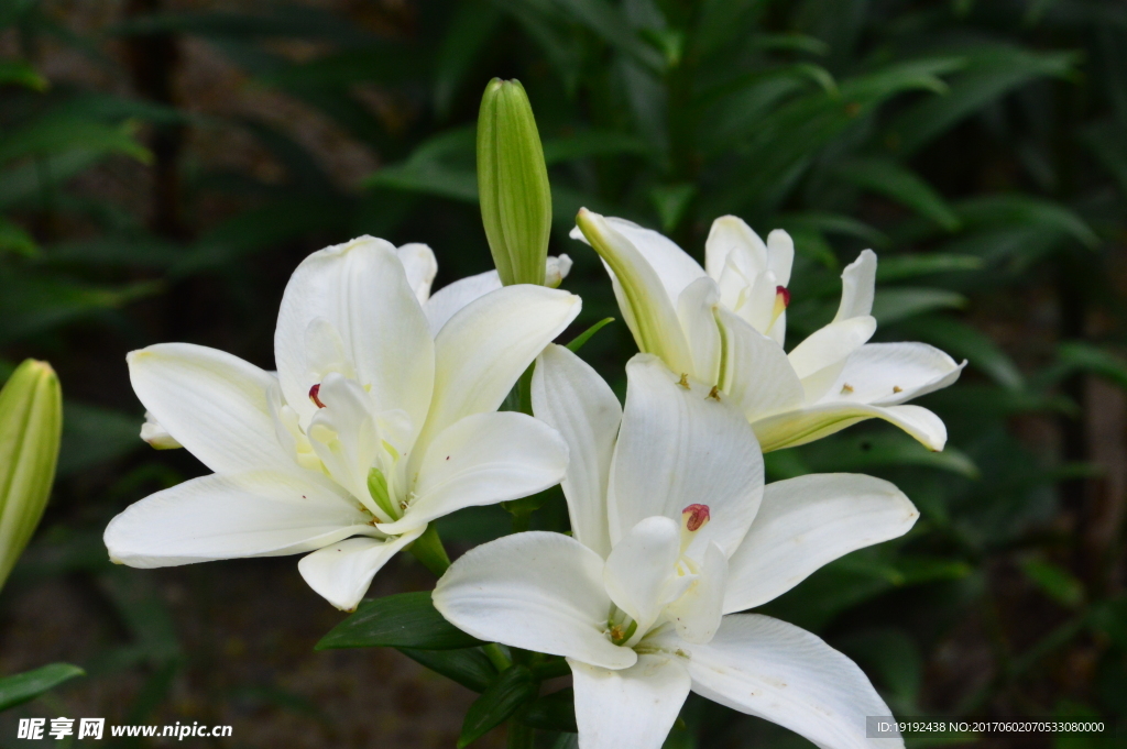 百合花