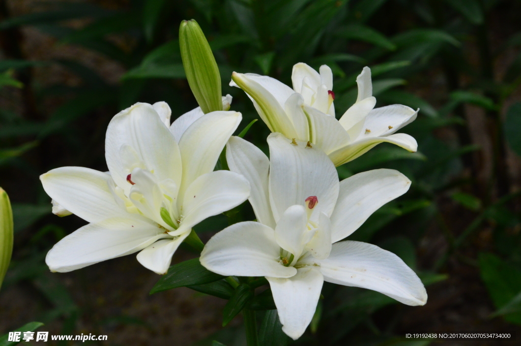 百合花