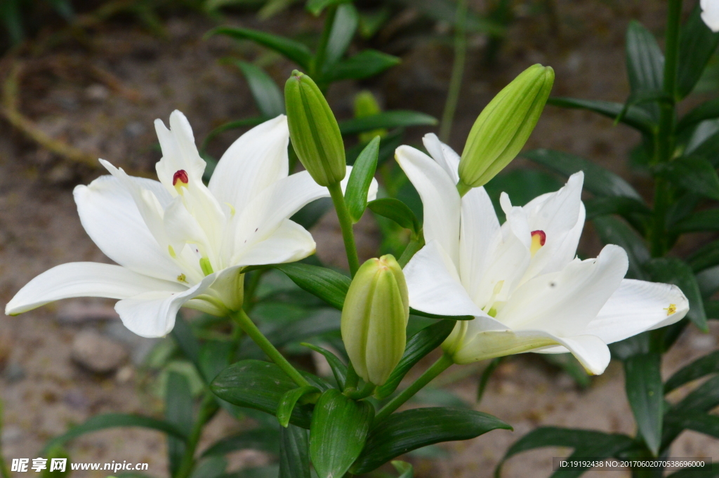 百合花