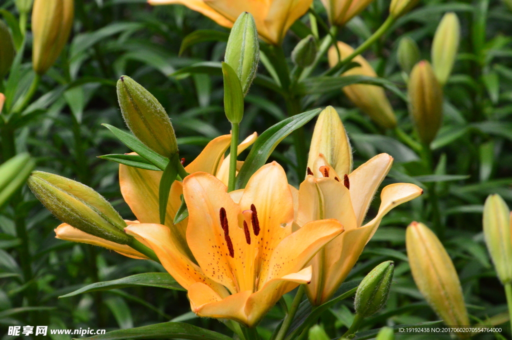 百合花