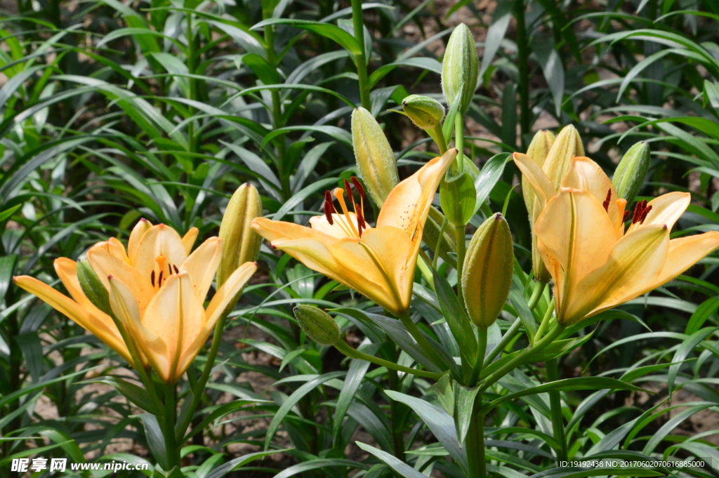 百合花