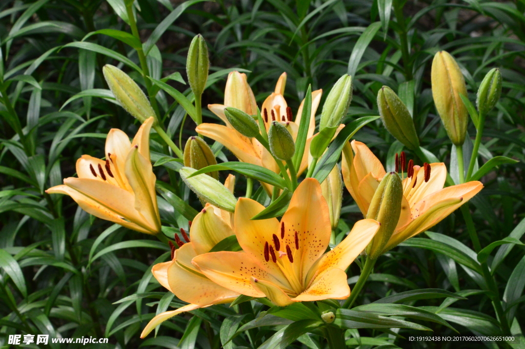 百合花
