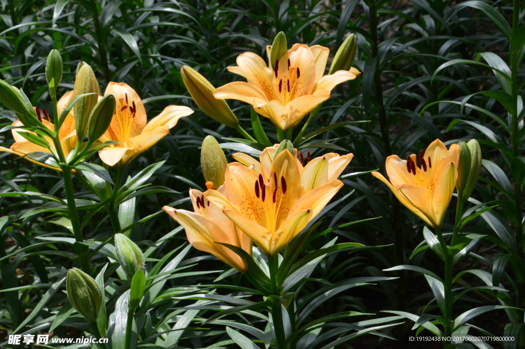 百合花