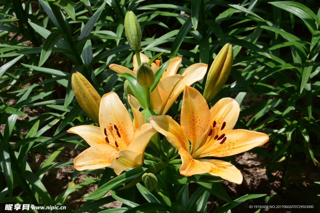 百合花