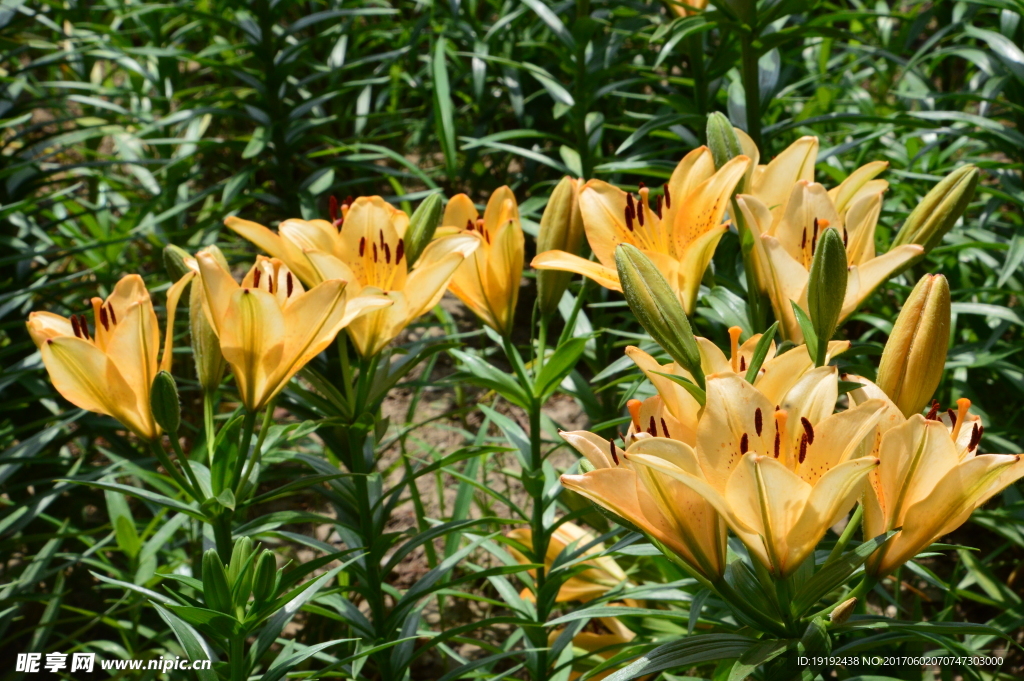 百合花