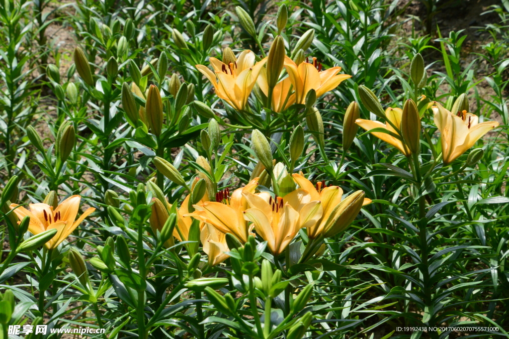 百合花