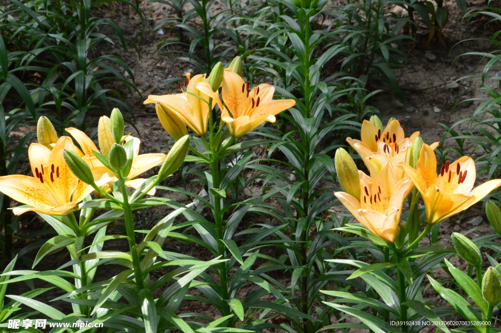 百合花